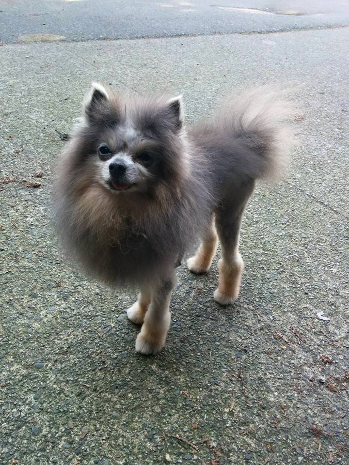 A fluffy Pomeranian dog standing on a paved surface.
