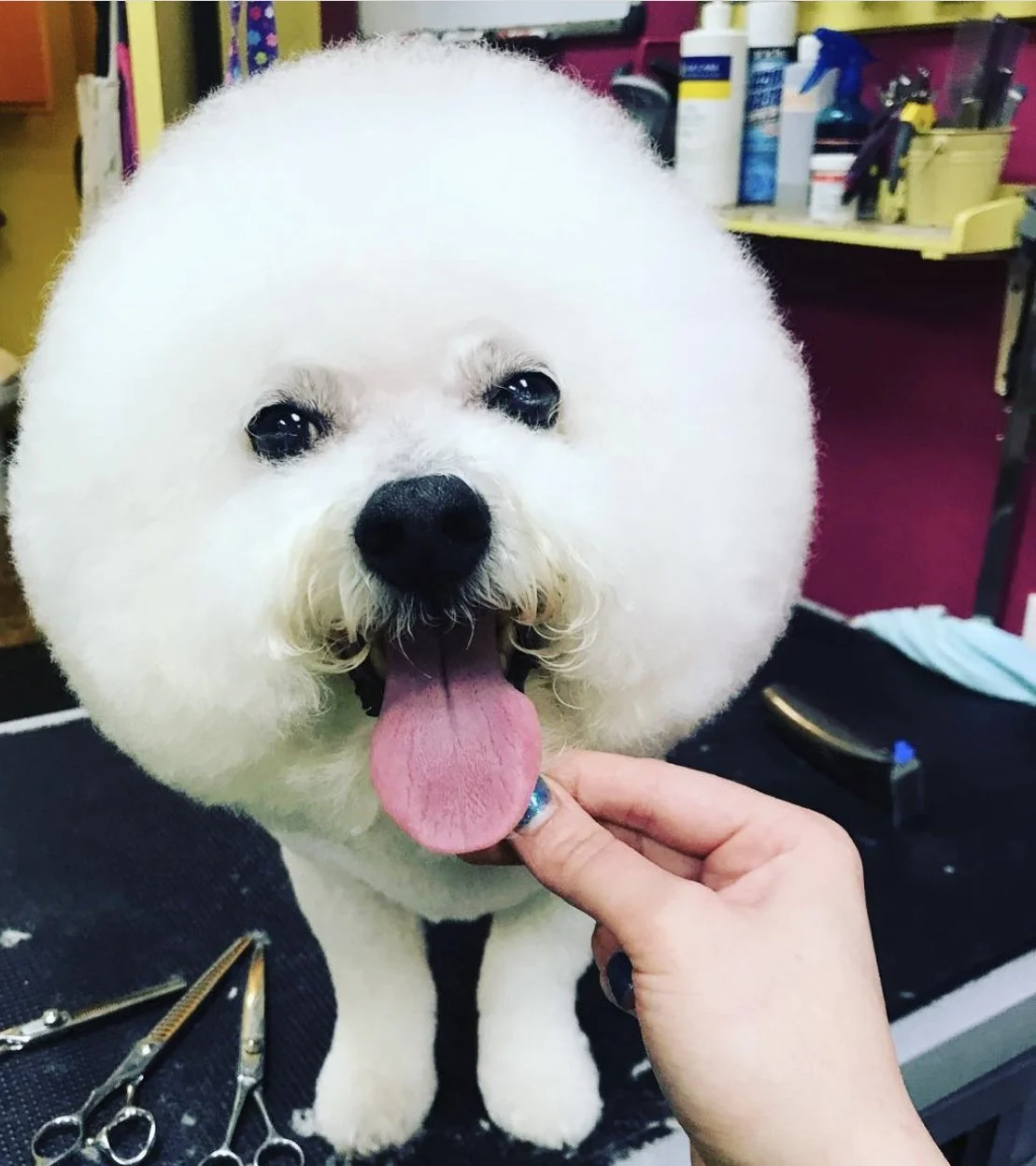 Dog Grooming Vancouver — Paw Prints Grooming