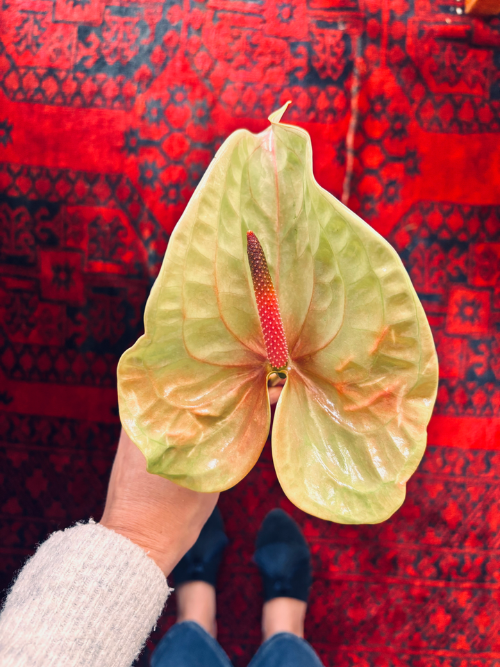 Why We Can’t Get Enough of the Pistache Anthurium