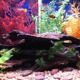 10 Things Fish Tank Owners Wish They Knew Earlier