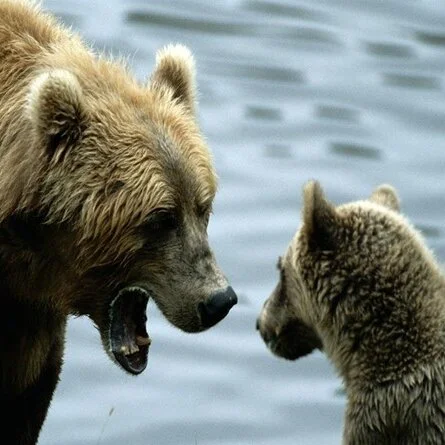 Food Wars: The Battle of the Bears