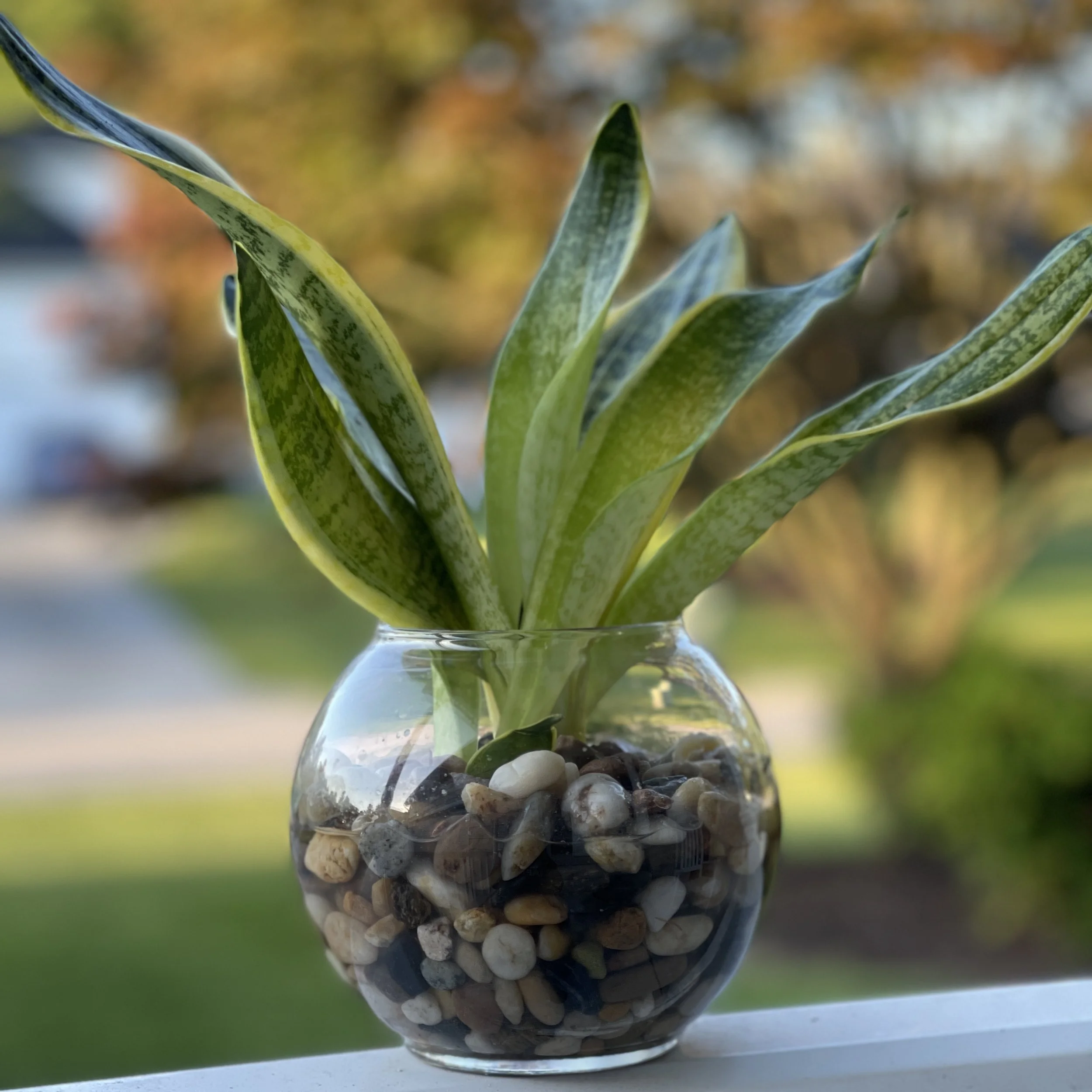 Manifesting Energy with Plant Names