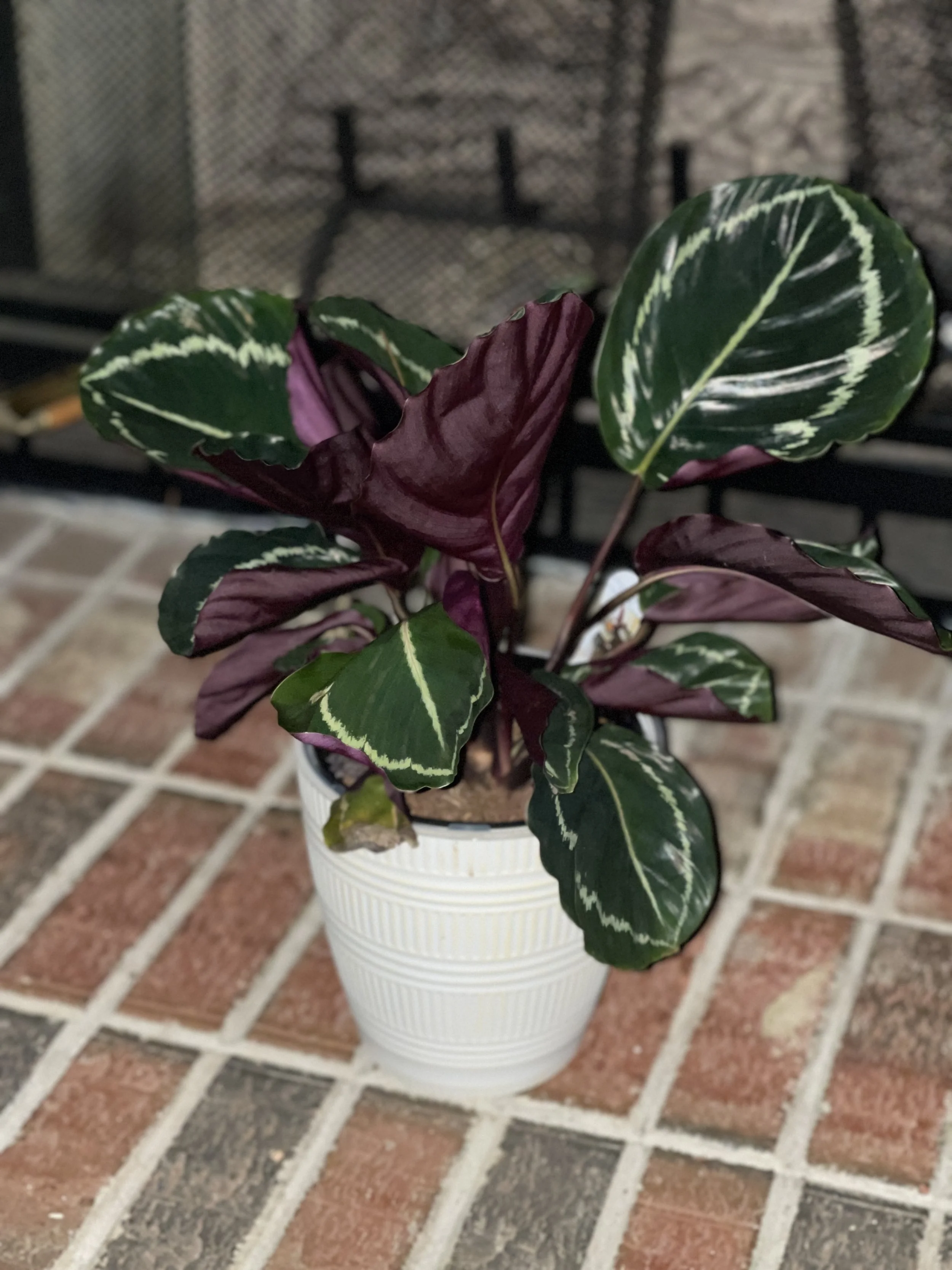 A Fleetwood Mac Inspired Plant Name