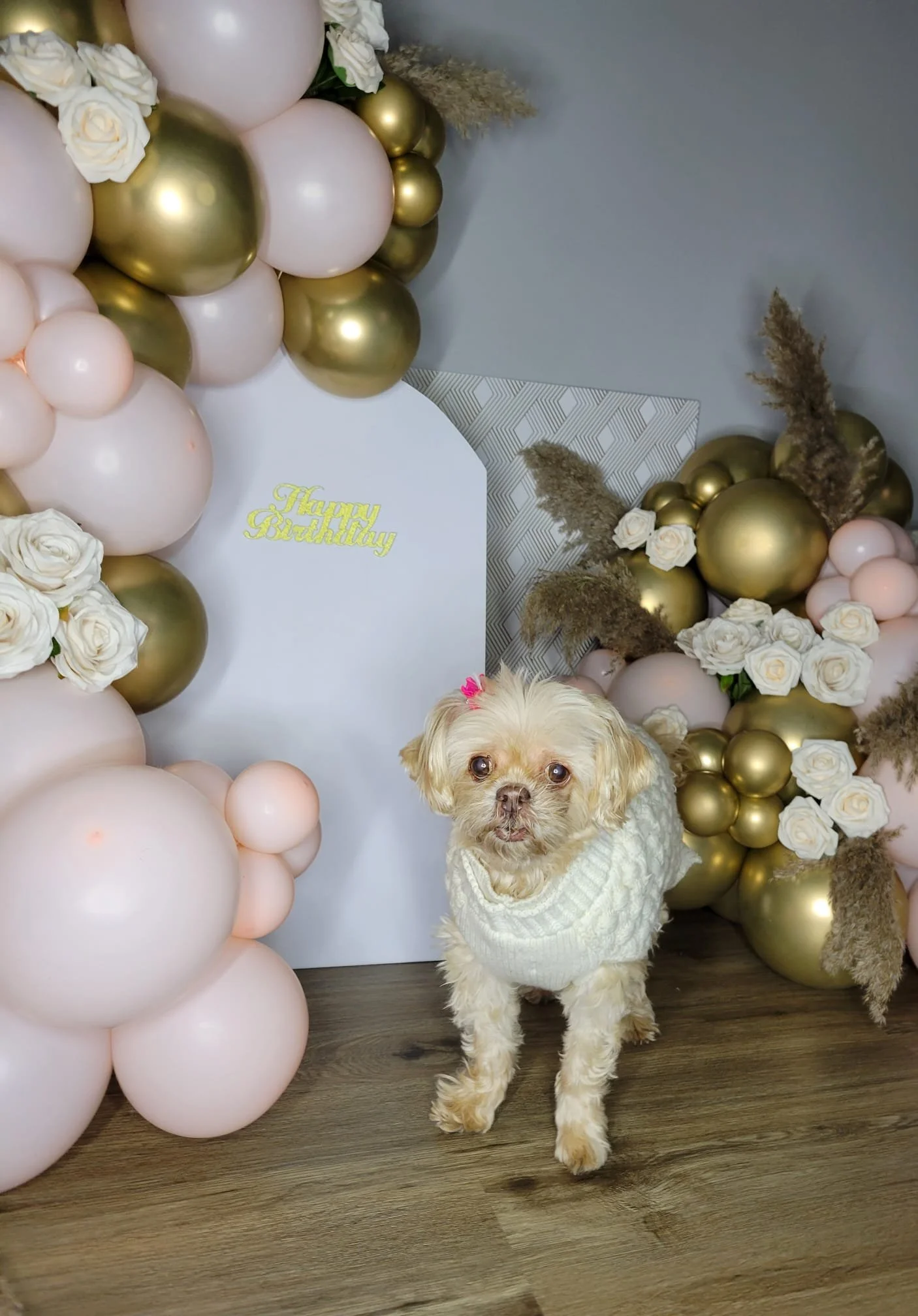 Pup 2.jpg