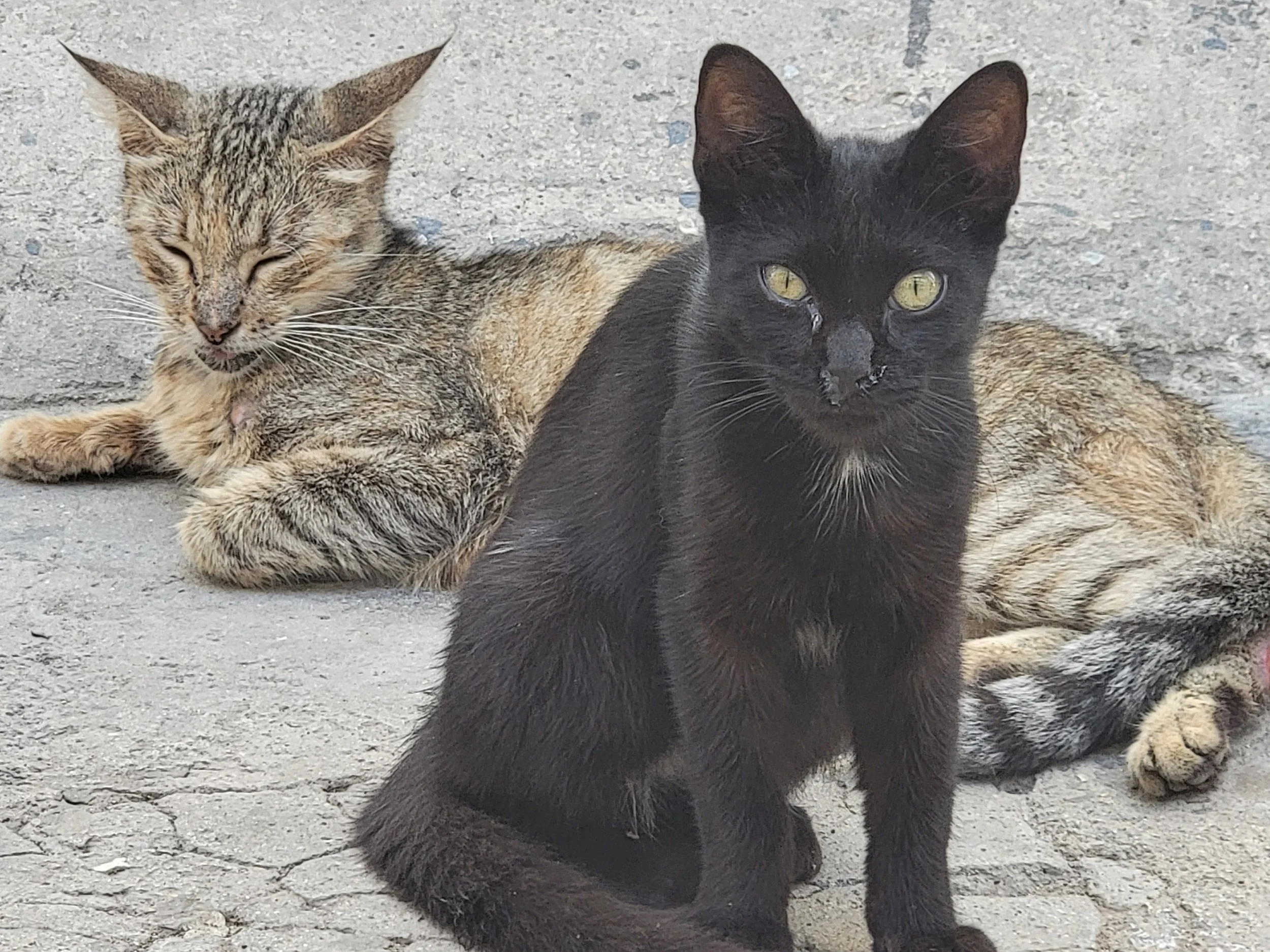 Cuba Cats - Havana