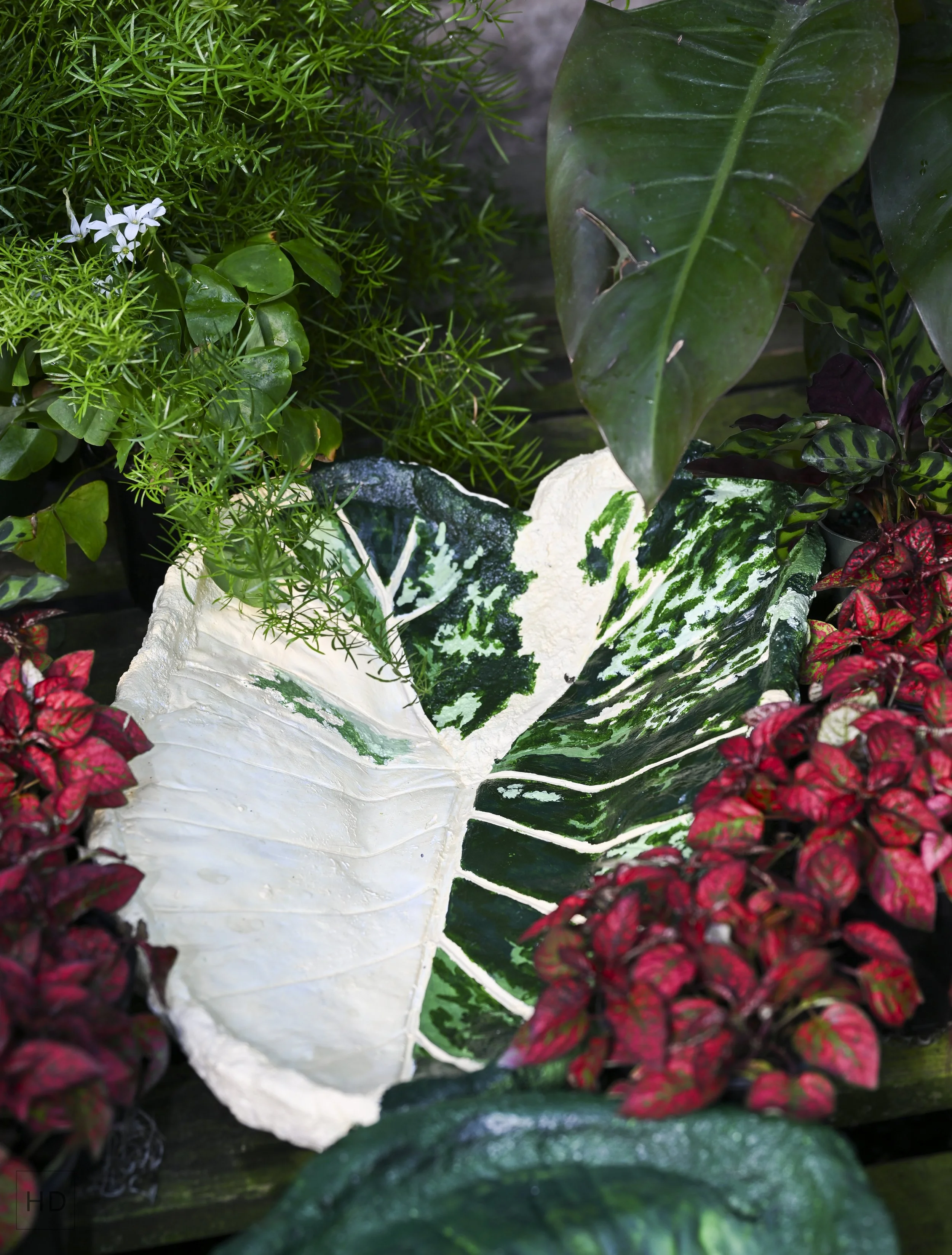 Alocasia Gageana  Albo