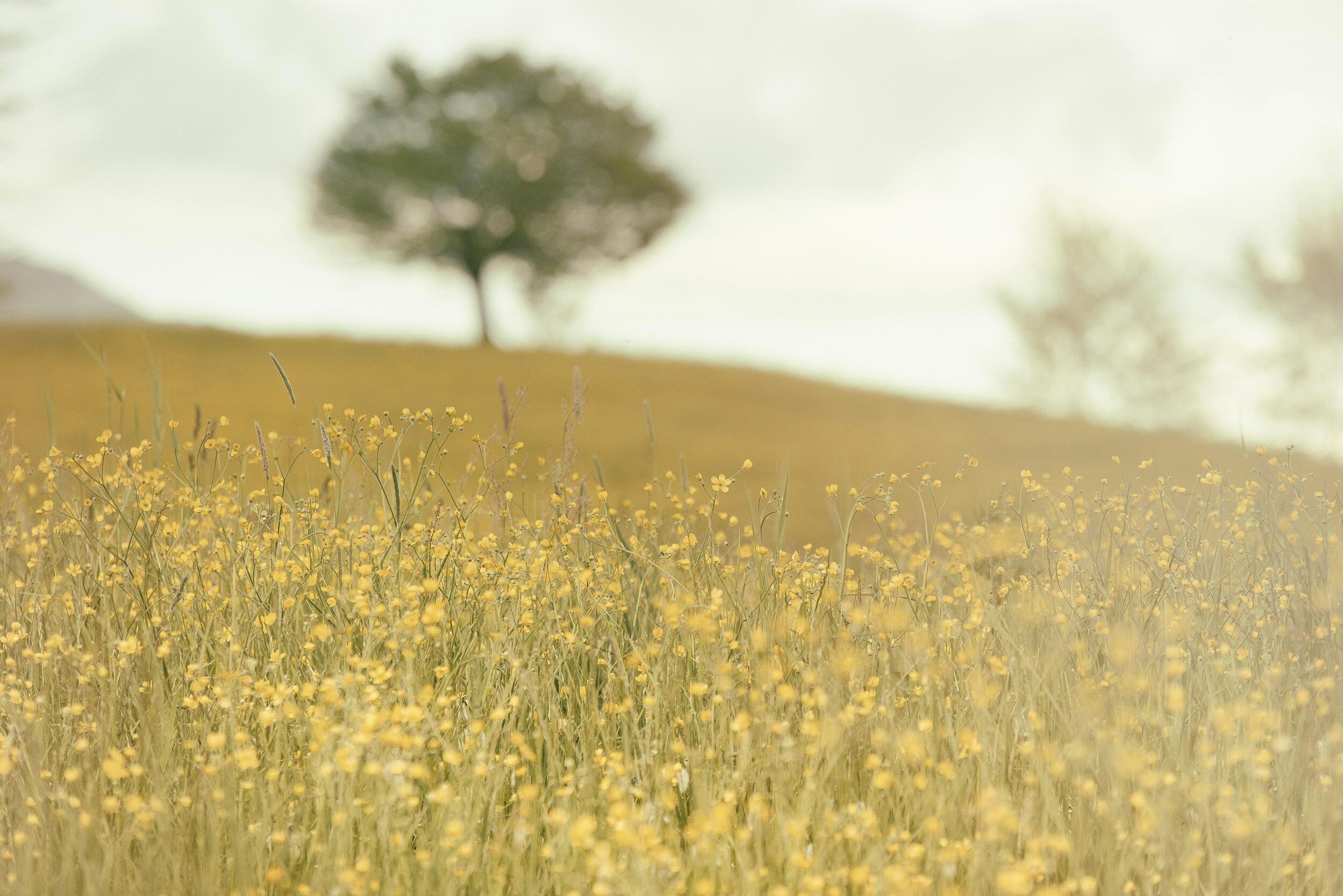 Under the Surface: Histamines