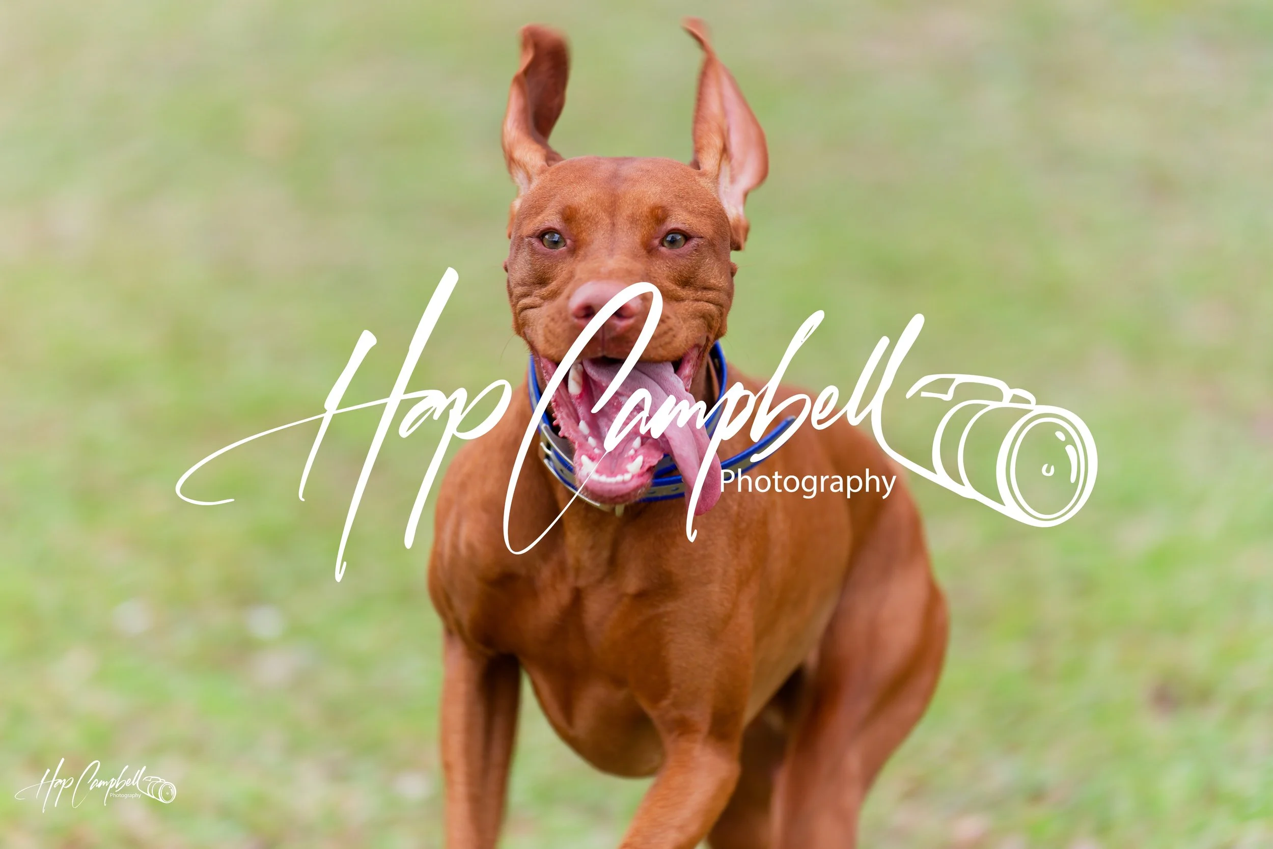Dog Running Tongue Out 2.jpg
