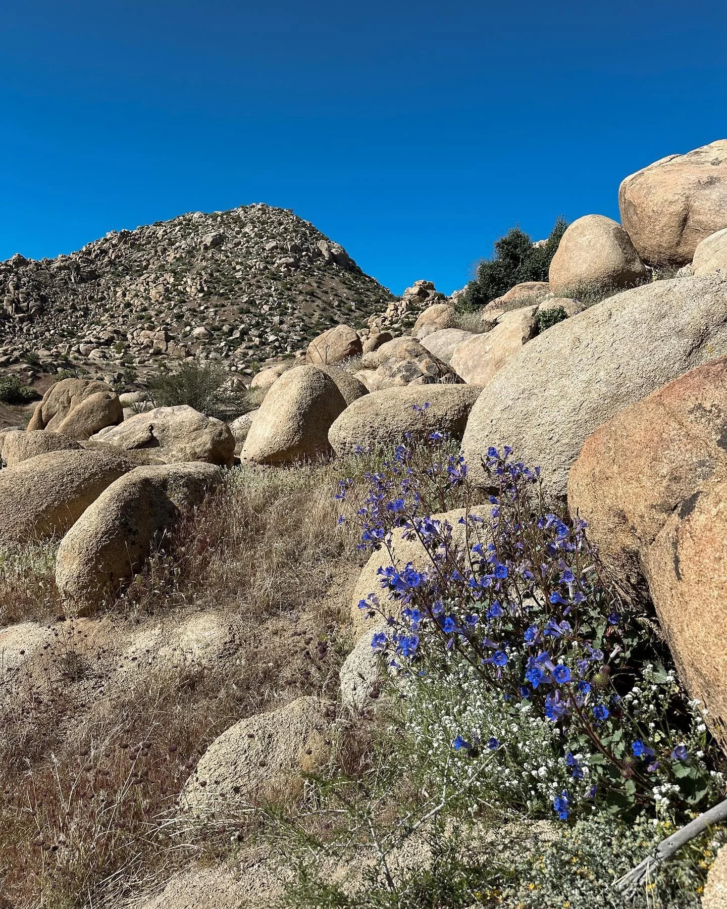 A few shots from one of our new favorite hikes, the Chaparrosa Spring Loop trail in the Pioneertown Mountains Preserve. Wildflowers, boulders, and just a few minutes from our fave lunch spot afterward. The best part - that its dog friendly!

We&rsquo