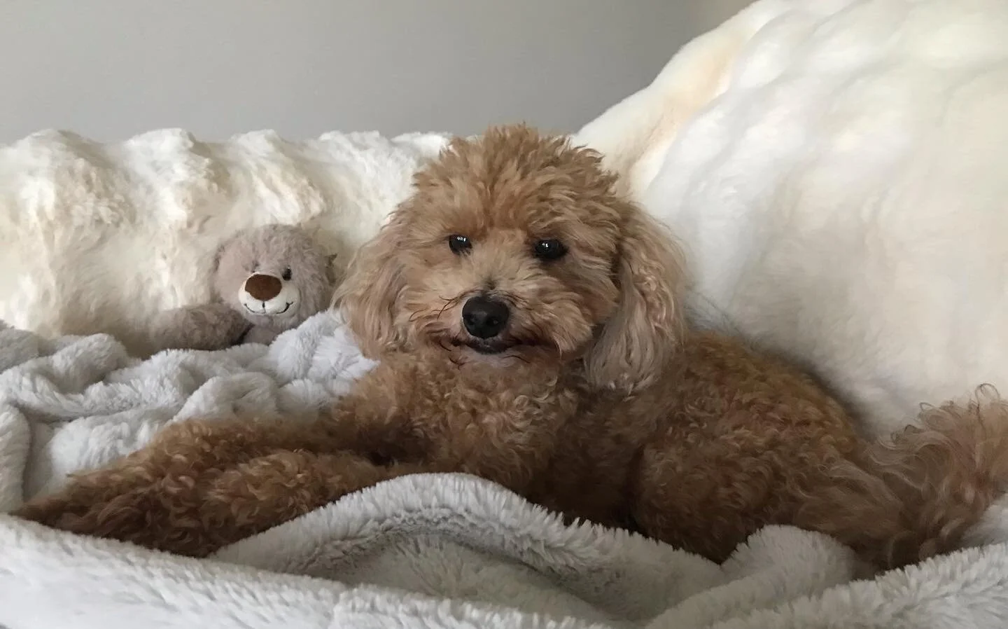 The many faces of Percy.🐾

📸 @imagesbygen 

#newadventures #greenwich #nsw #housesitter #petsitter #petsitterau #petsittersydney #petsittermosman