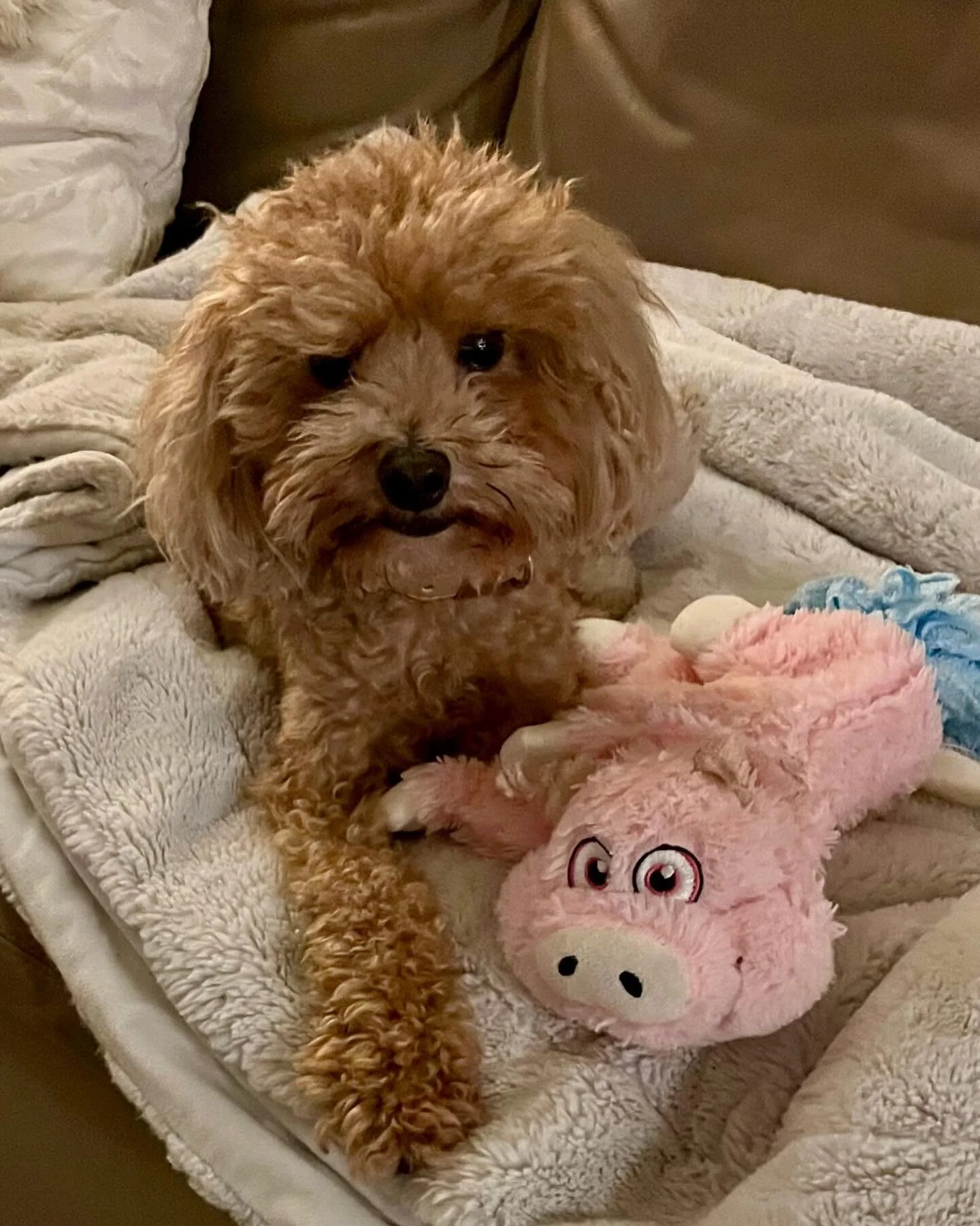 Percy is now enjoying life at Mosman.😊🐾

#newadventures #mosman #nsw #housesitter #petsitter #petsitterau #petsittersydney #petsittermosman