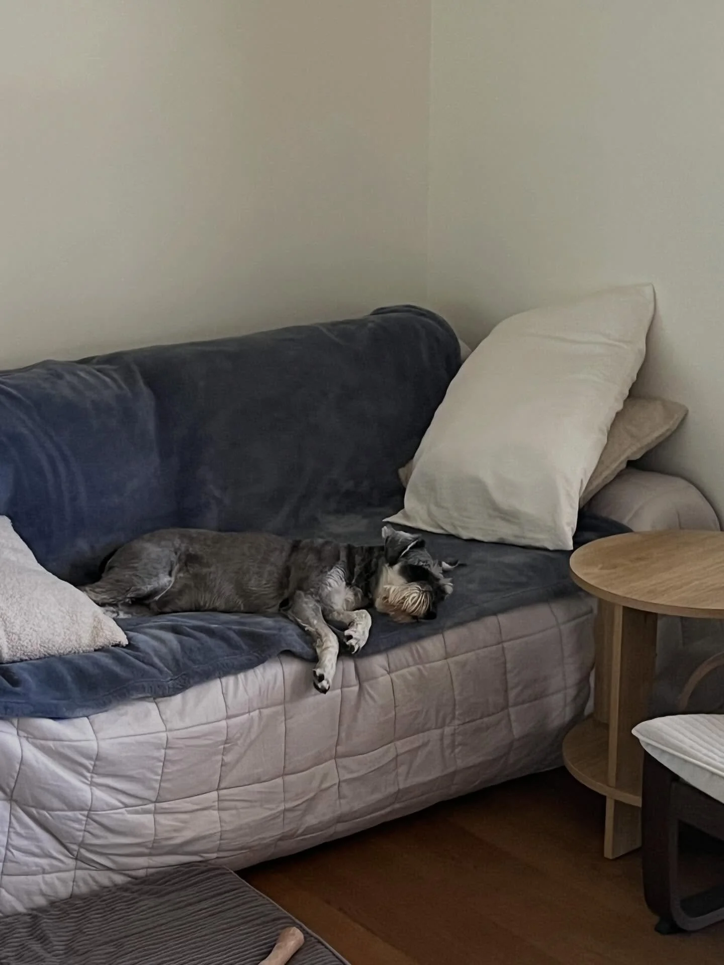 This sweet boy Dennis recently spent 4 days with me.❤️
