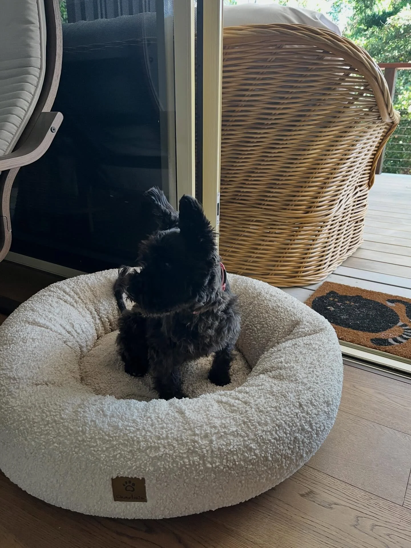Say hello to B ❤️