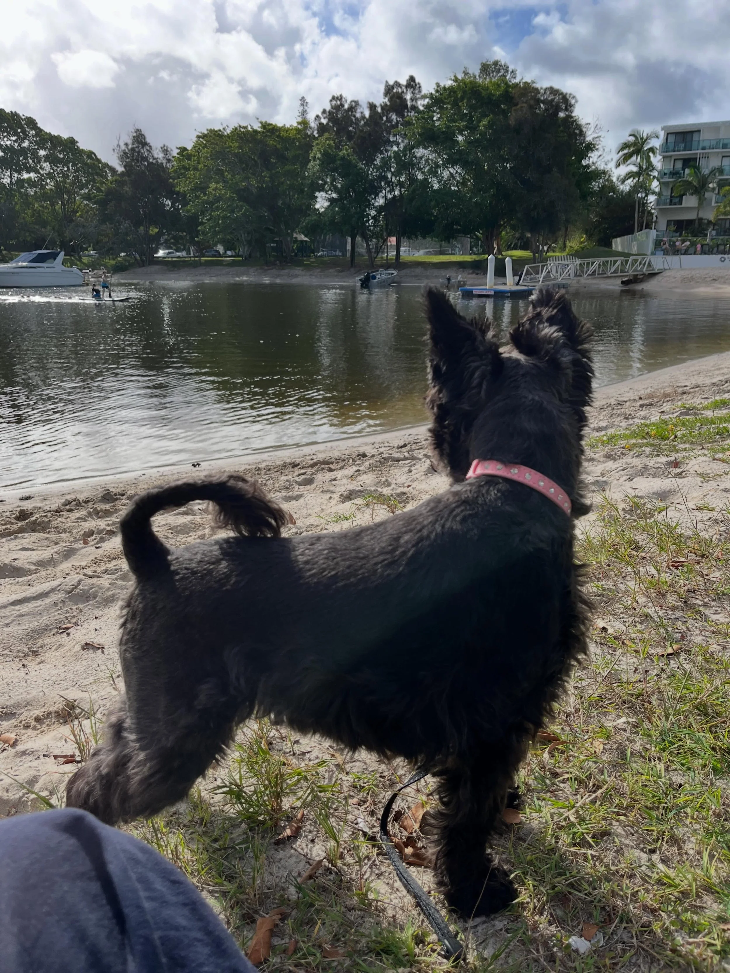Little B loves her walks.❤️