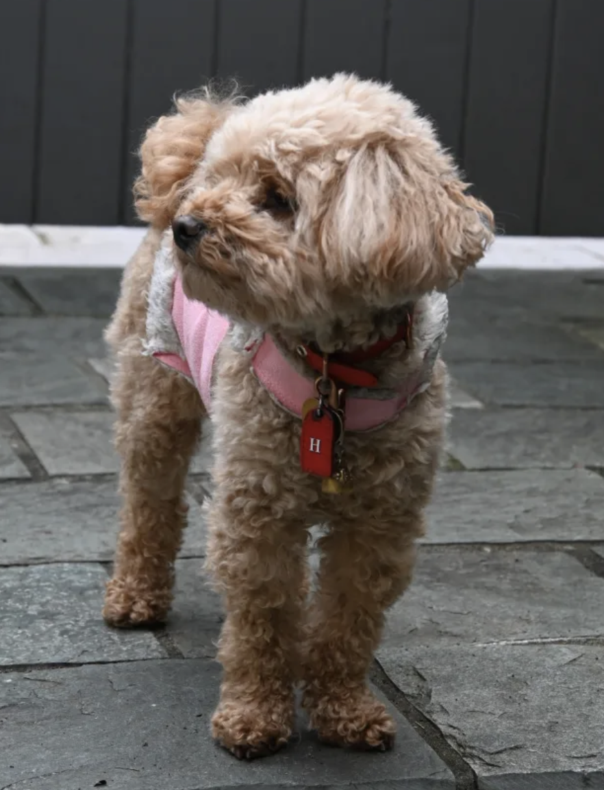 A small, curly-haired puppy wearing a pink harness and a red collar with tags, standing on a stone patio outdoors.