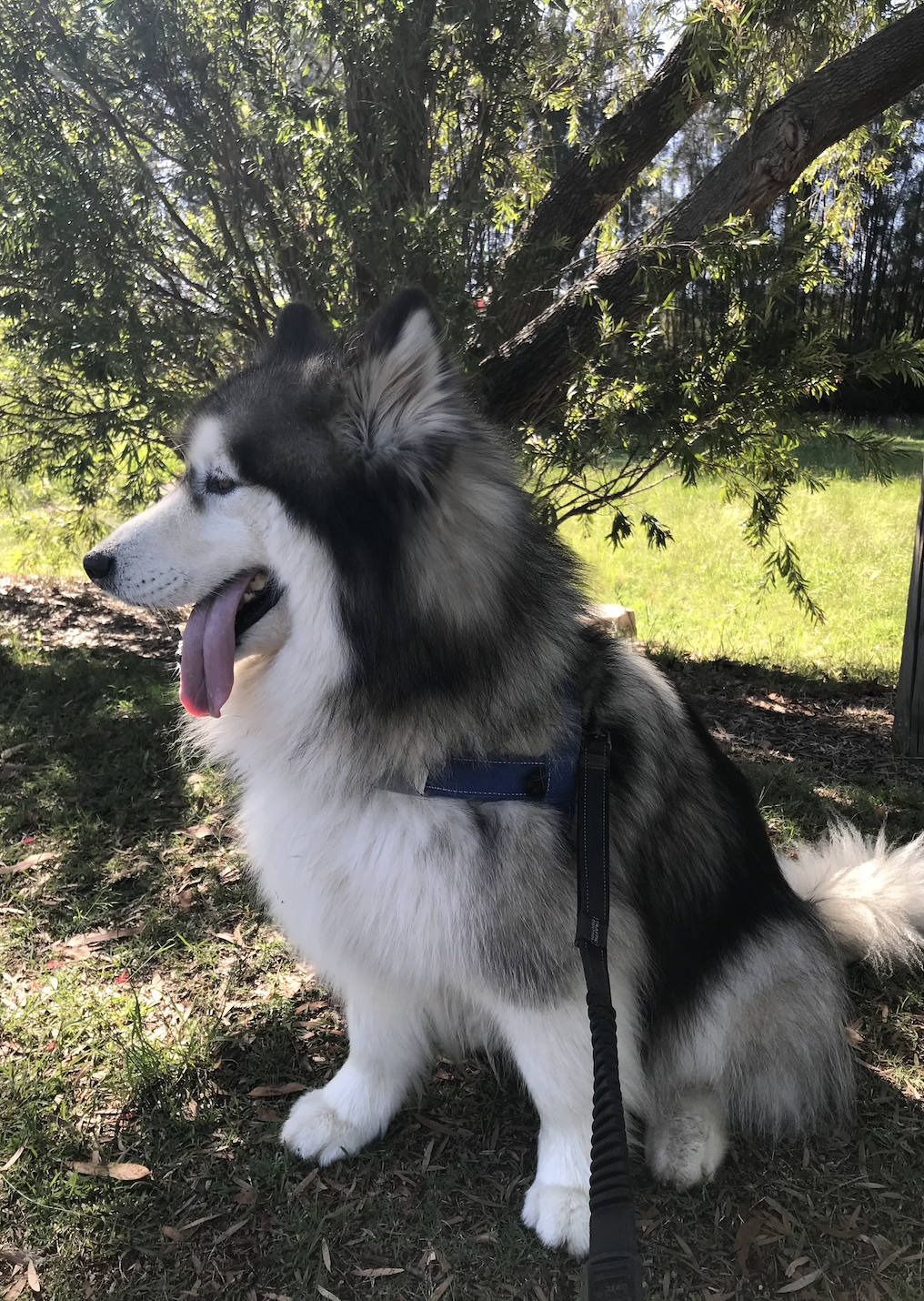 A fluffy black and white Siberian Husky dog sitting outdoors in a shaded area, with a background of green grass, a tree, and leafy branches.