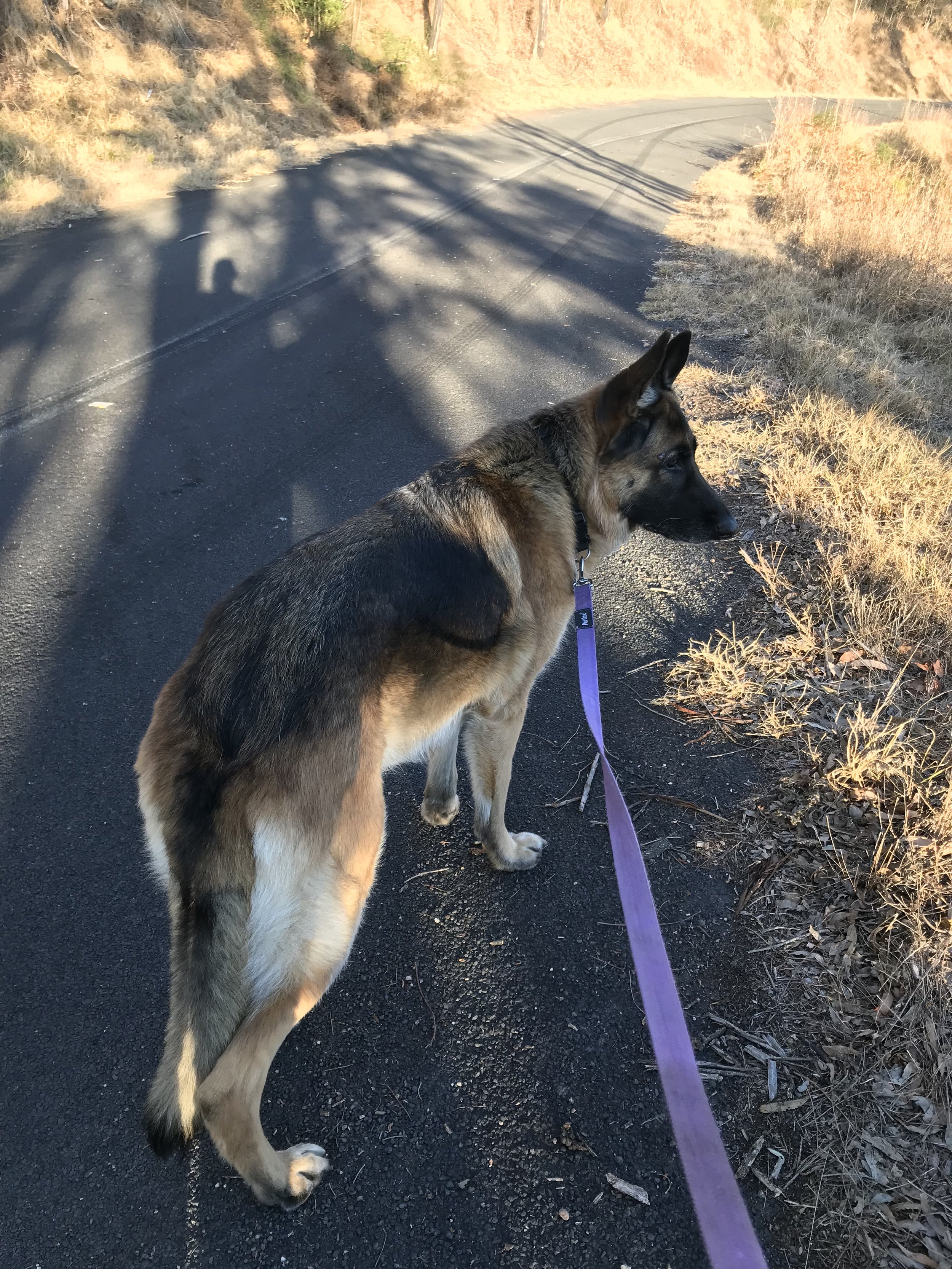 A German Shepherd dog on a leash walking along a paved road with dry grass and trees on the side during sunset.