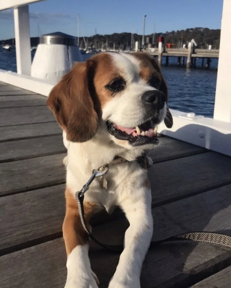 A smiling Beagle dog lying on a wooden dock near a body of water, with boats and a marina in the background.