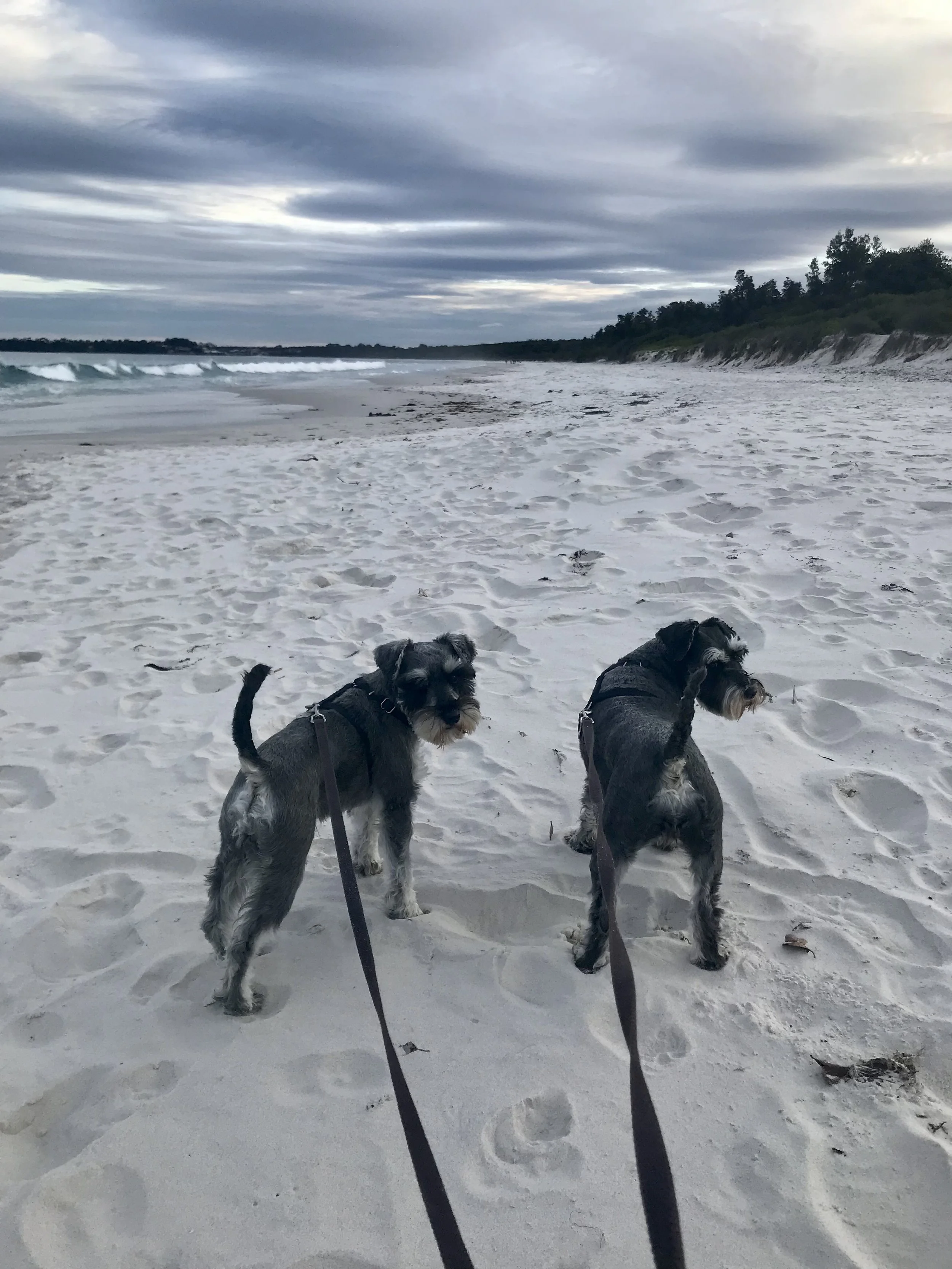 Two small dogs, likely Schnauzers, on leashes standing on a sandy beach with waves and cloudy sky in the background.
