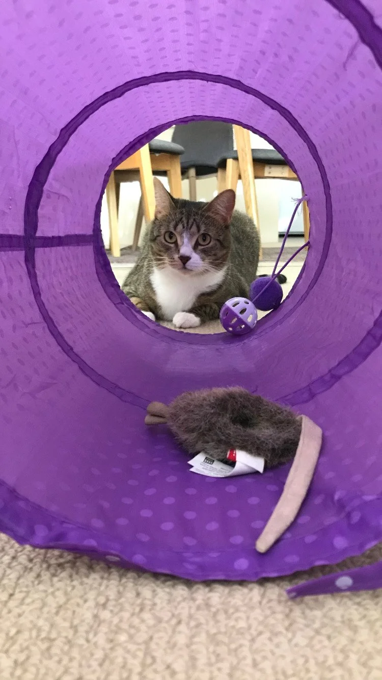 Indoor scene with a tabby cat inside a purple play tunnel, surrounded by cat toys including a mouse toy and a ball, with chairs and furniture in the background.