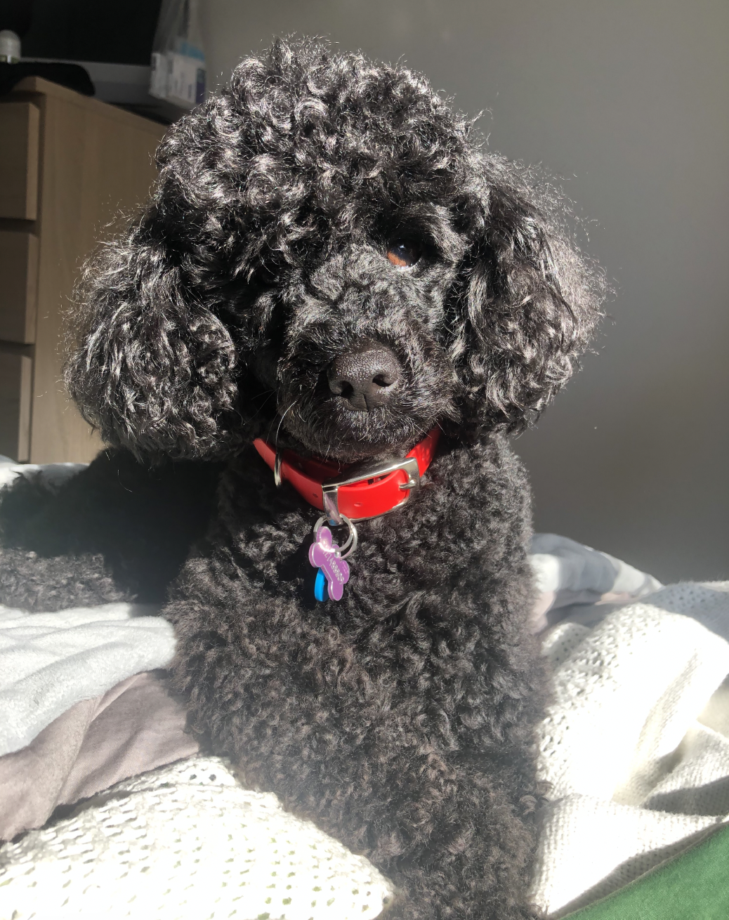A black curly-haired dog wearing a red collar with a purple and blue bone-shaped tag, sitting on a bed with sunlight on its face.