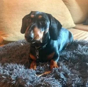 A black and tan Dachshund dog sitting on a cozy gray blanket on a beige couch.