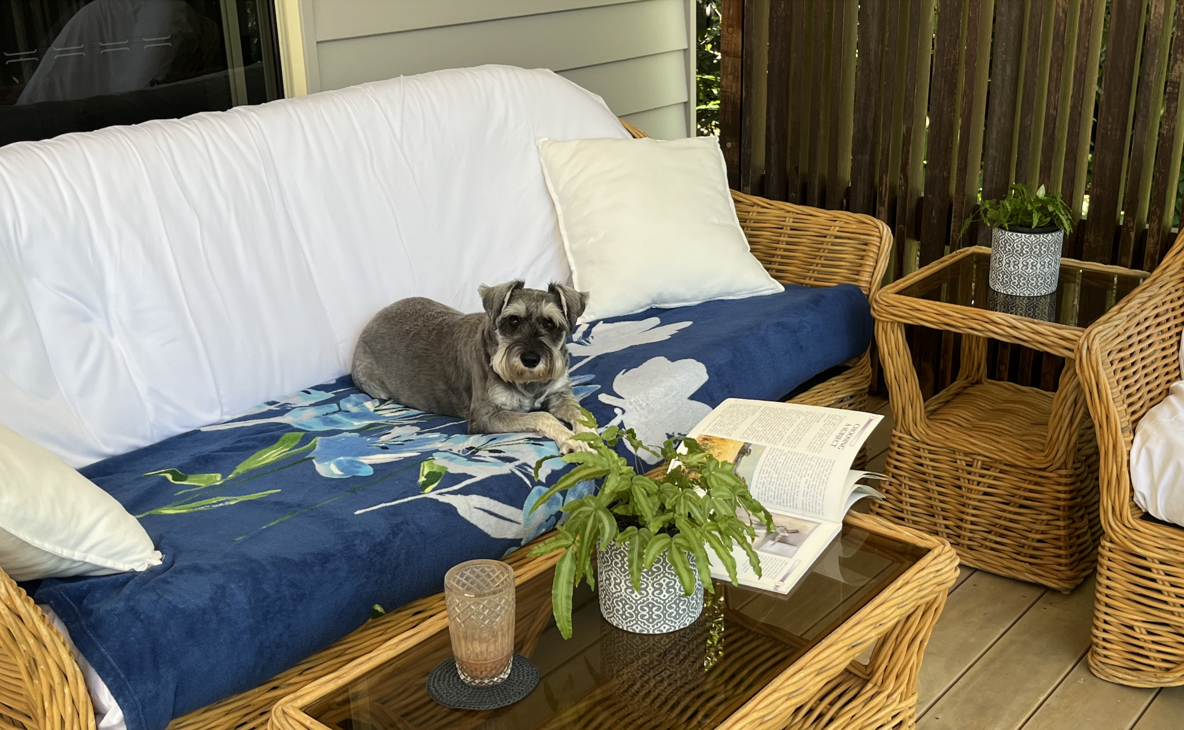 A small gray dog with a beard laying on a blue and green floral-patterned outdoor sofa. There are white pillows behind the dog. An open magazine, a potted plant in a gray decorative pot, and a tall glass of iced drink on a small tray are on the glass-topped table in front of the sofa. A wooden table and wicker chairs are nearby, with a wooden fence and greenery in the background.