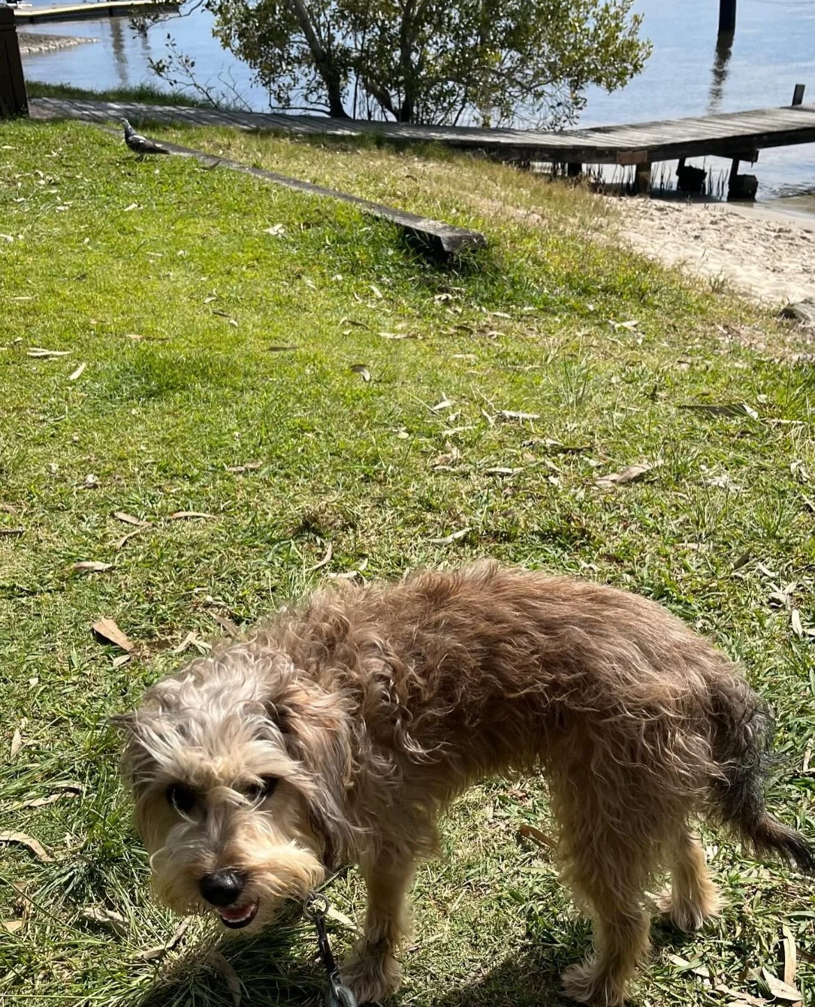 A small curly-haired dog standing on grass near a waterfront with a dock and trees in the background.