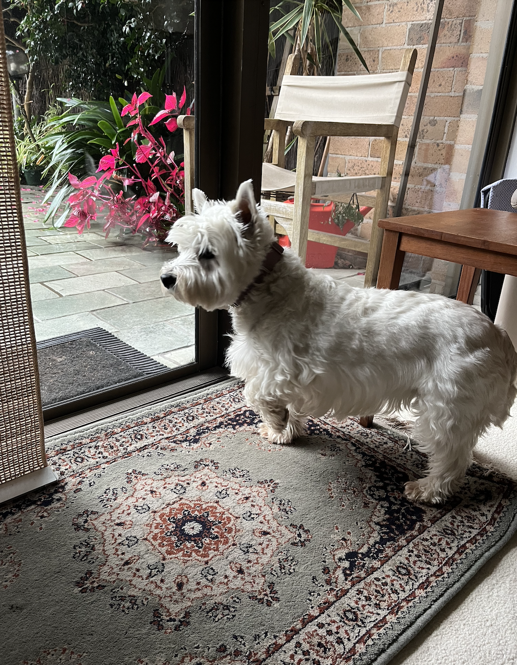 A white Scottish Terrier dog standing indoors on a patterned rug, looking outside through a glass door at a patio with pink and green plants.