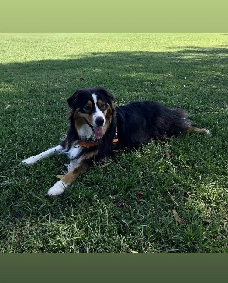 A black, brown, and white dog laying on green grass in a park, with a shadow cast on the grass and a blurred green background.