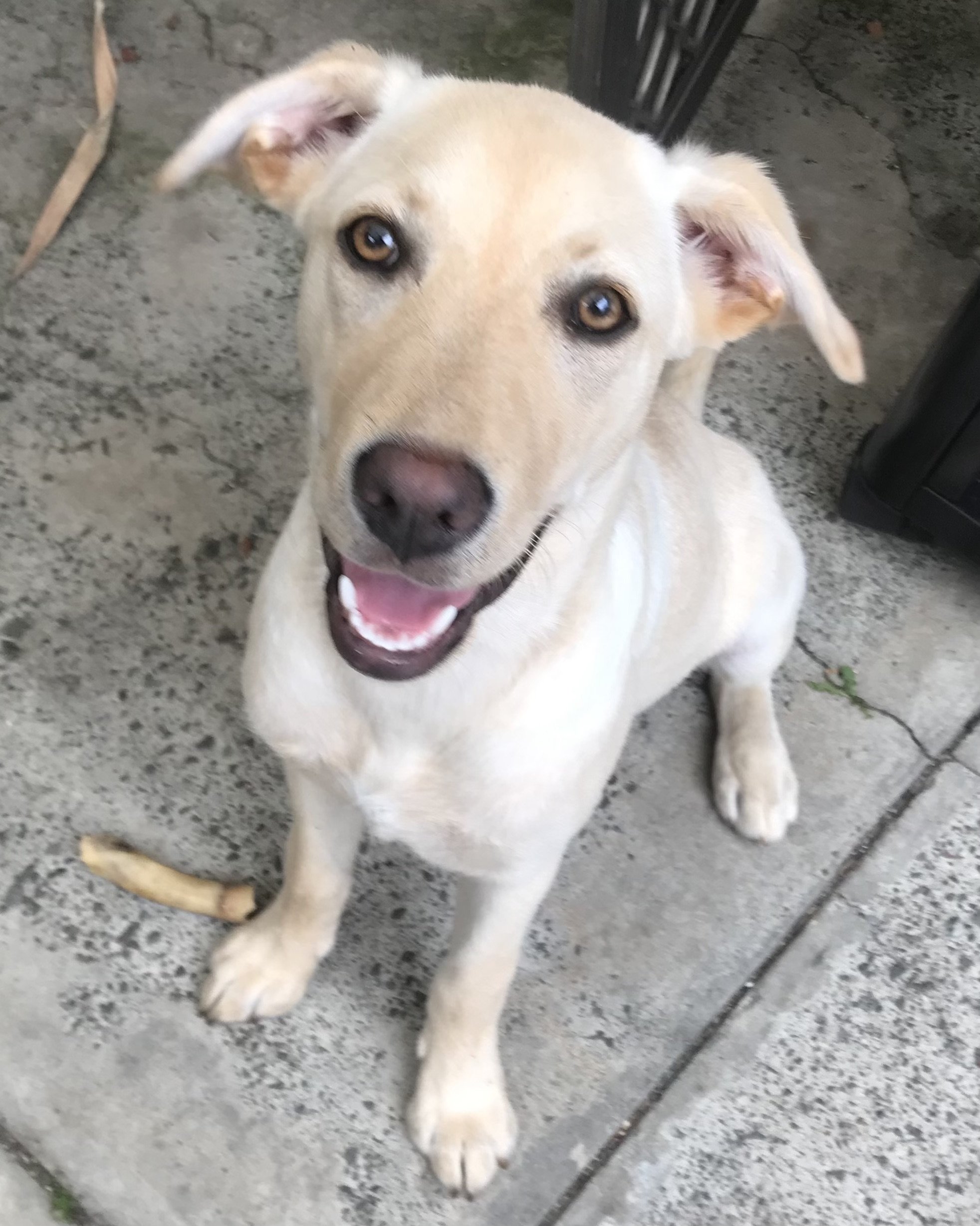 A light-colored dog with brown eyes lying on a concrete surface, looking up with a happy expression.