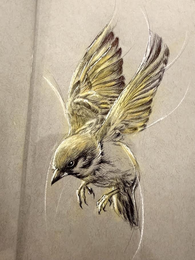 Golden Sparrow

5.5x8.5 Ink and Pastel on Grey Toned Paper 