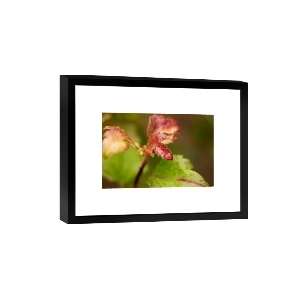 ptq_45_3_0_0_3936_2624_0_true_ffffff_1_1_.png