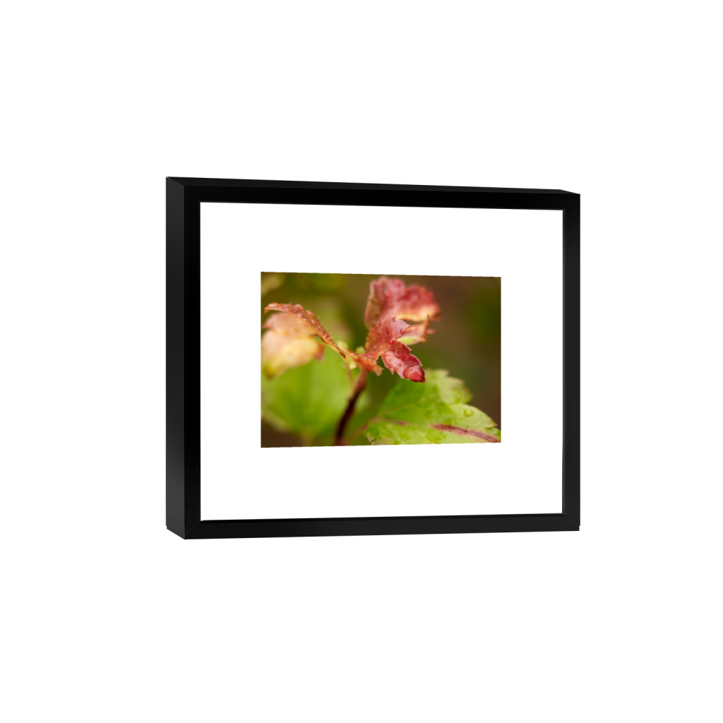 ptq_45_7_0_0_3673_2624_0_true_ffffff_1_1_.png
