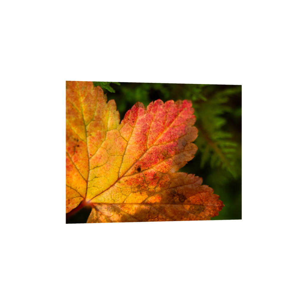 ptq_1_6_0_0_3280_2624_0_true_ffffff_1_1_.png