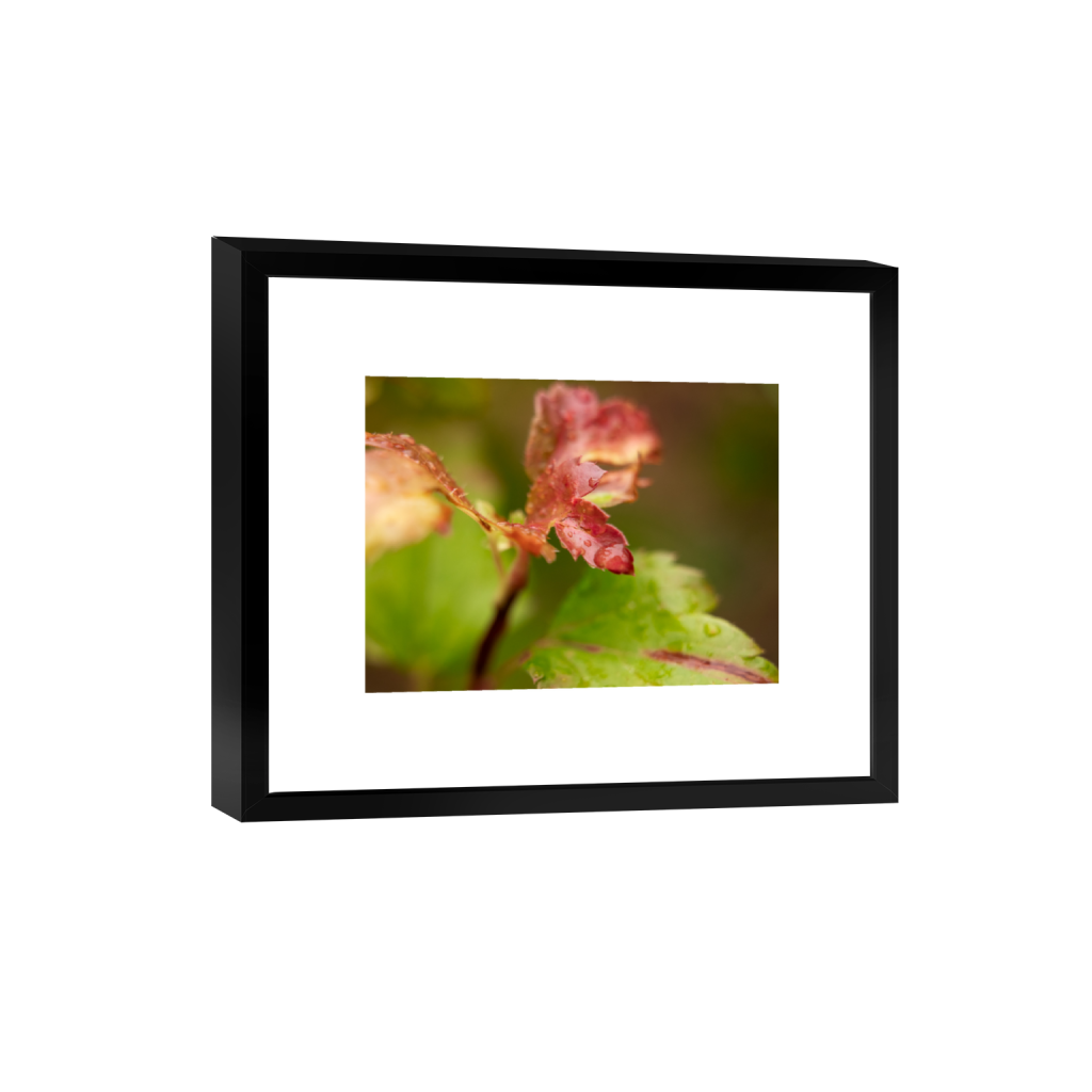 ptq_45_5_218_0_3498_2624_0_true_ffffff_1_1_.png