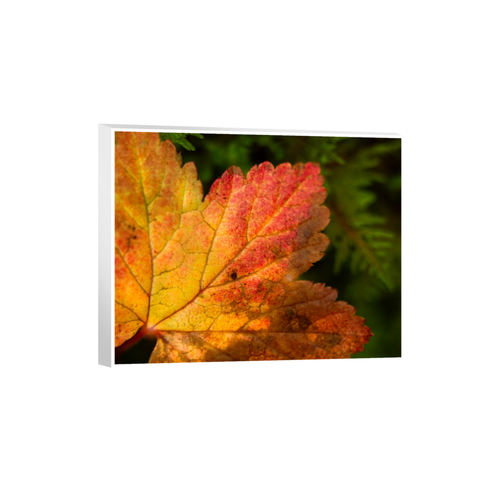 ptq_7_6_0_0_3280_2624_0_true_ffffff_1_1_.png