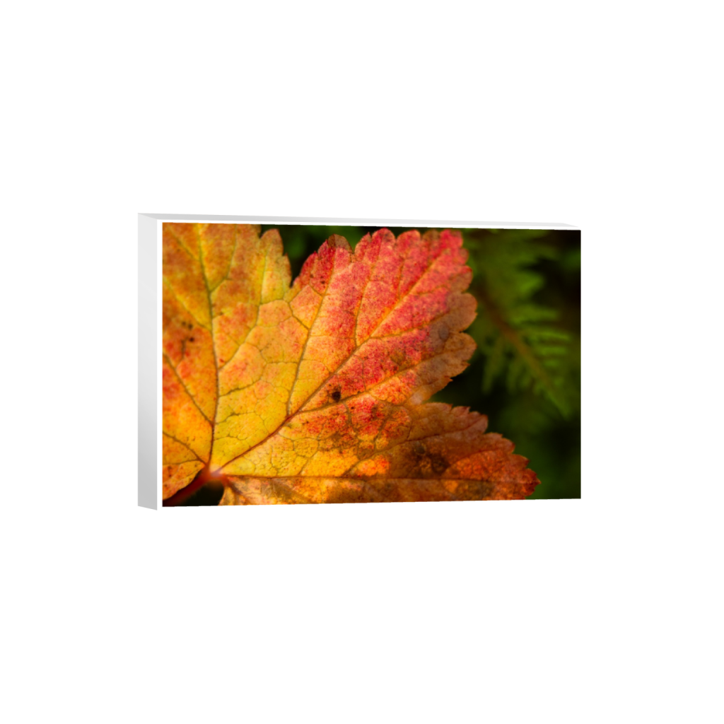 ptq_7_3_0_295_3280_2186_0_true_ffffff_1_1_.png