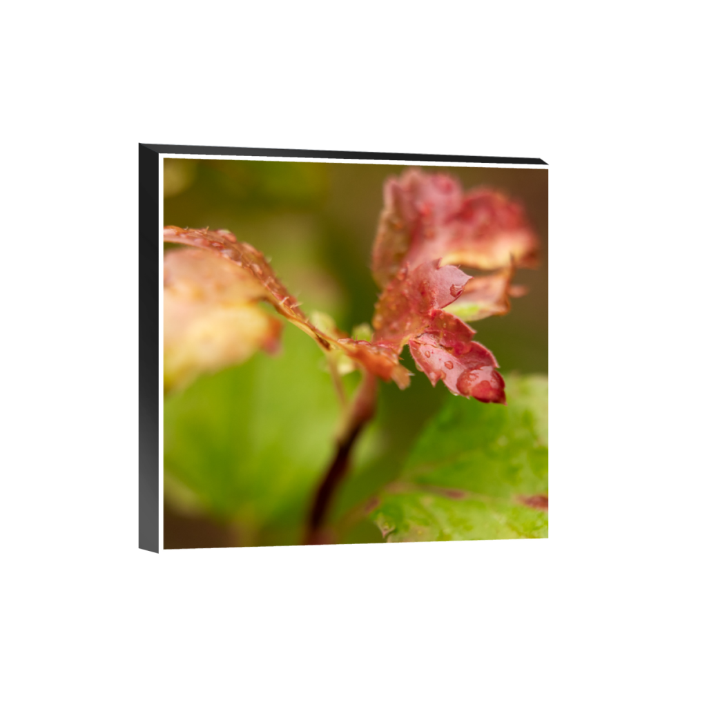 ptq_32_0_157_0_2624_2624_0_true_ffffff_1_1_.png