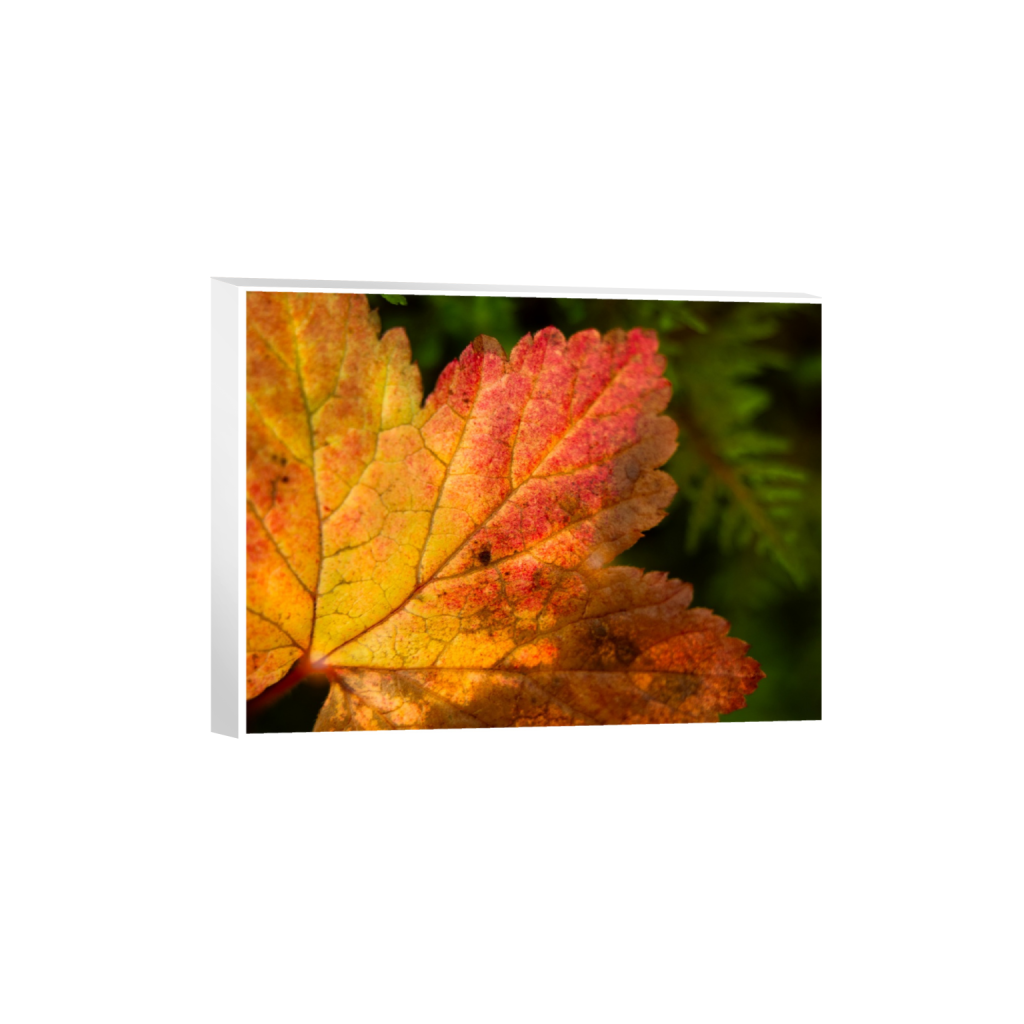 ptq_7_5_8_147_3280_2460_0_true_ffffff_1_1_.png