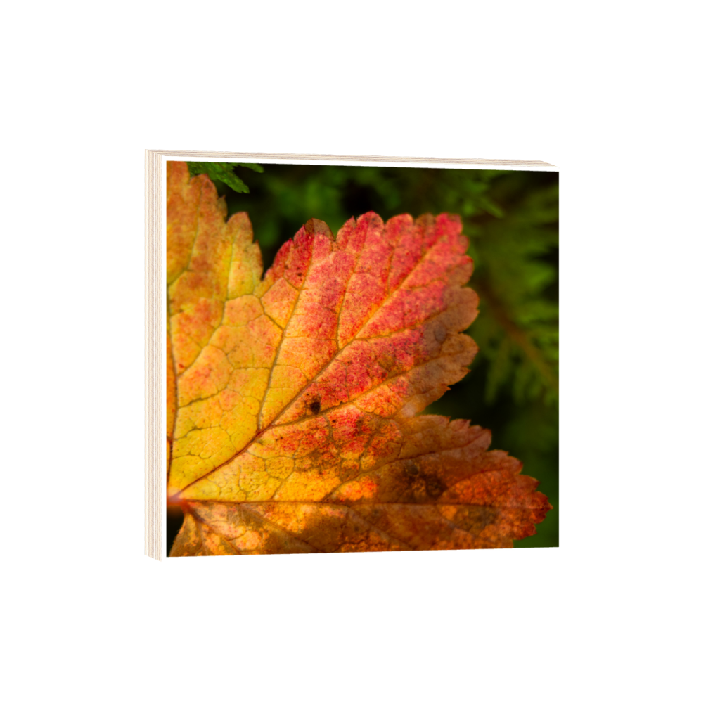 ptq_29_0_345_0_2624_2624_0_true_ffffff_1_1_.png