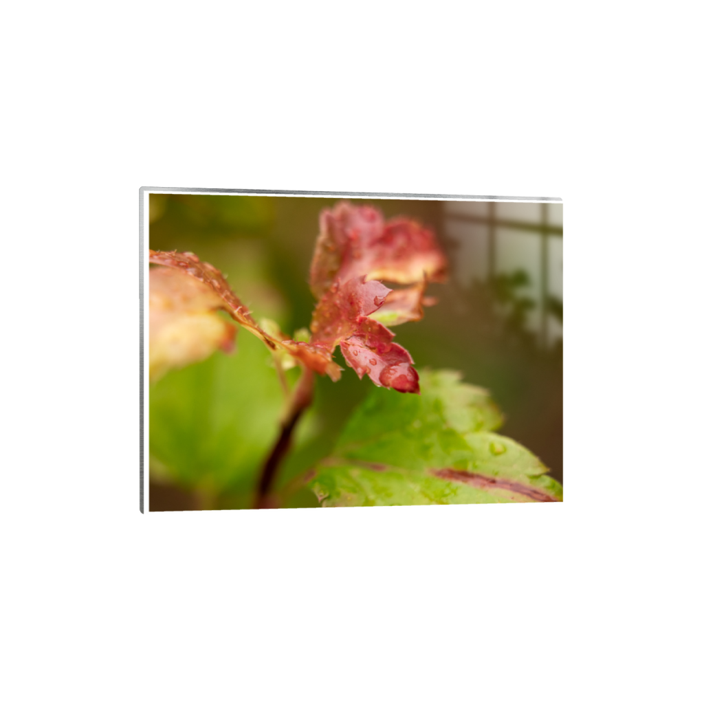 ptq_13_5_218_0_3498_2624_0_true_ffffff_1_1_.png