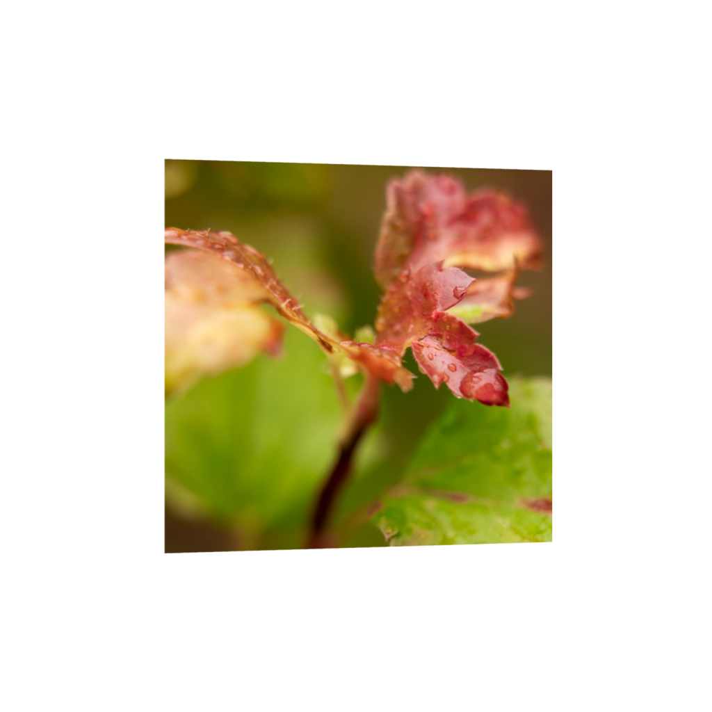 ptq_1_0_157_0_2624_2624_0_true_ffffff_1_1_.png