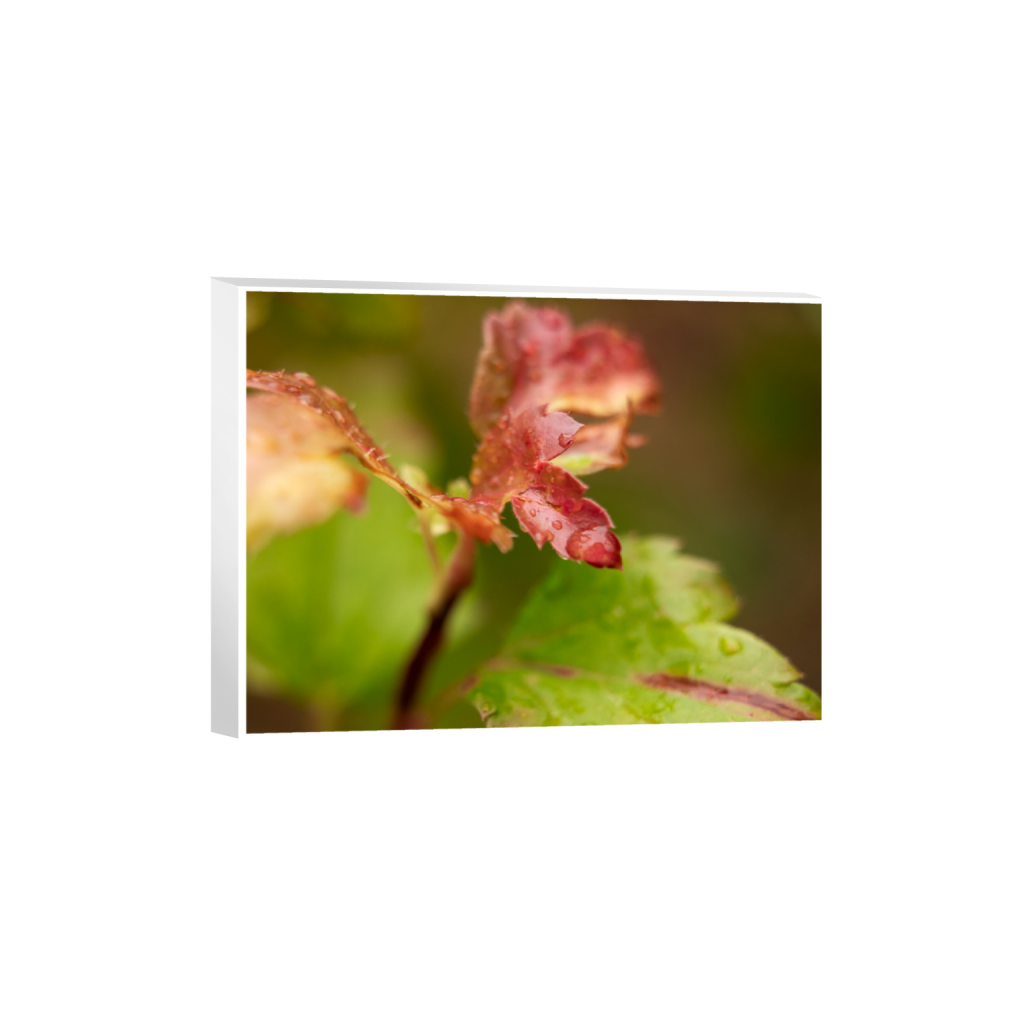 ptq_7_5_218_0_3498_2624_0_true_ffffff_1_1_.png