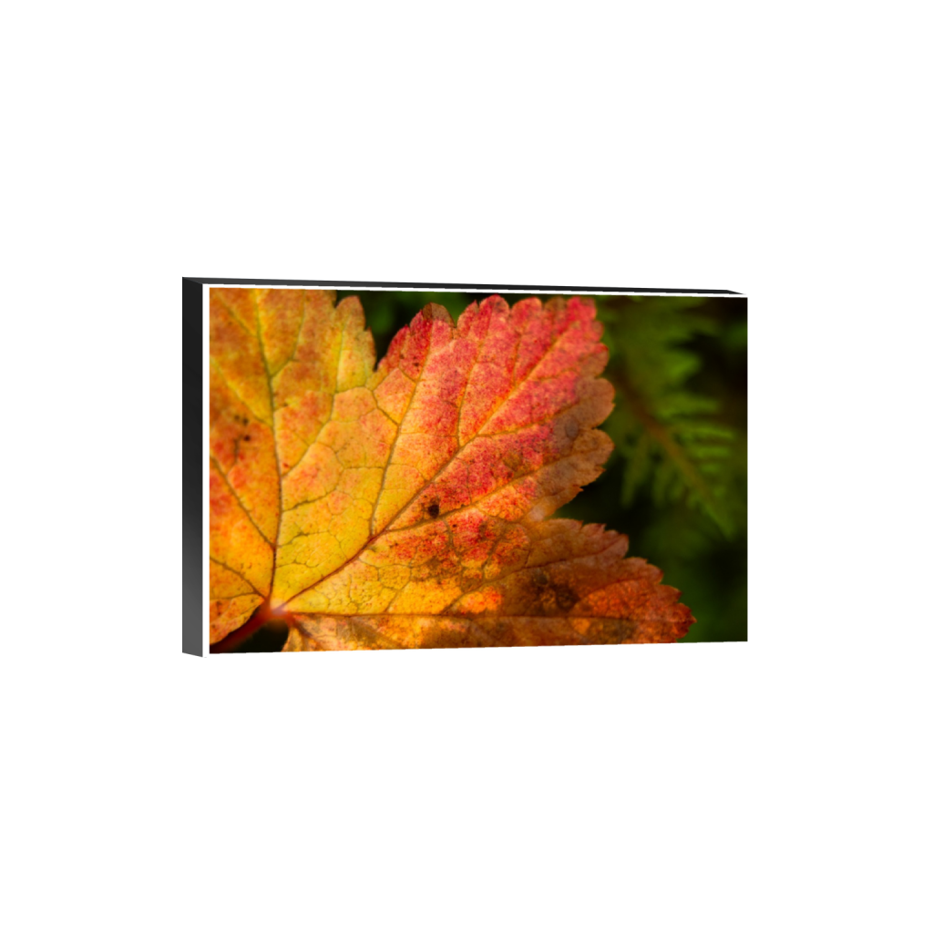 ptq_32_3_0_295_3280_2186_0_true_ffffff_1_1_.png