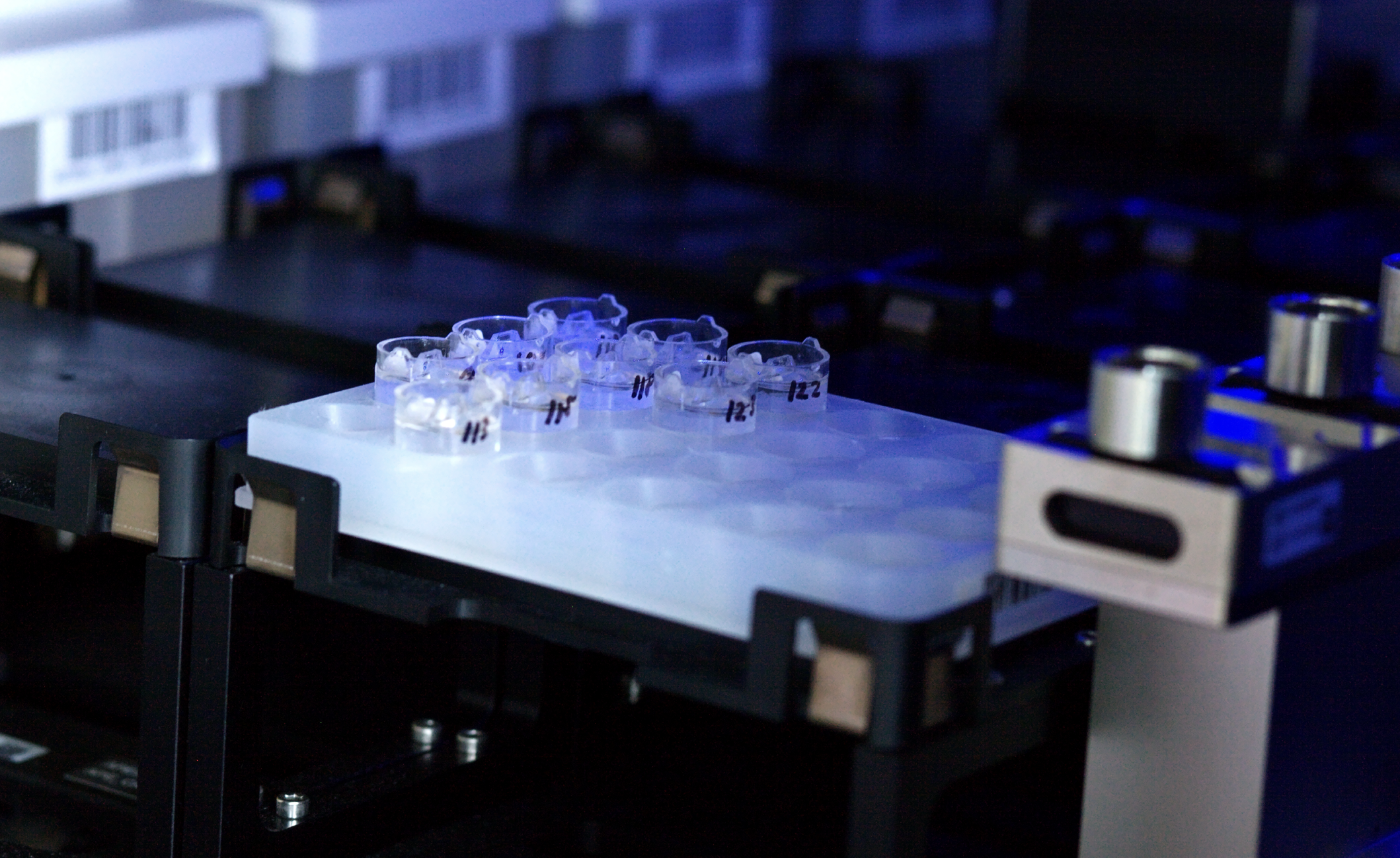 Gewebeproben im Pathologie-Workflow