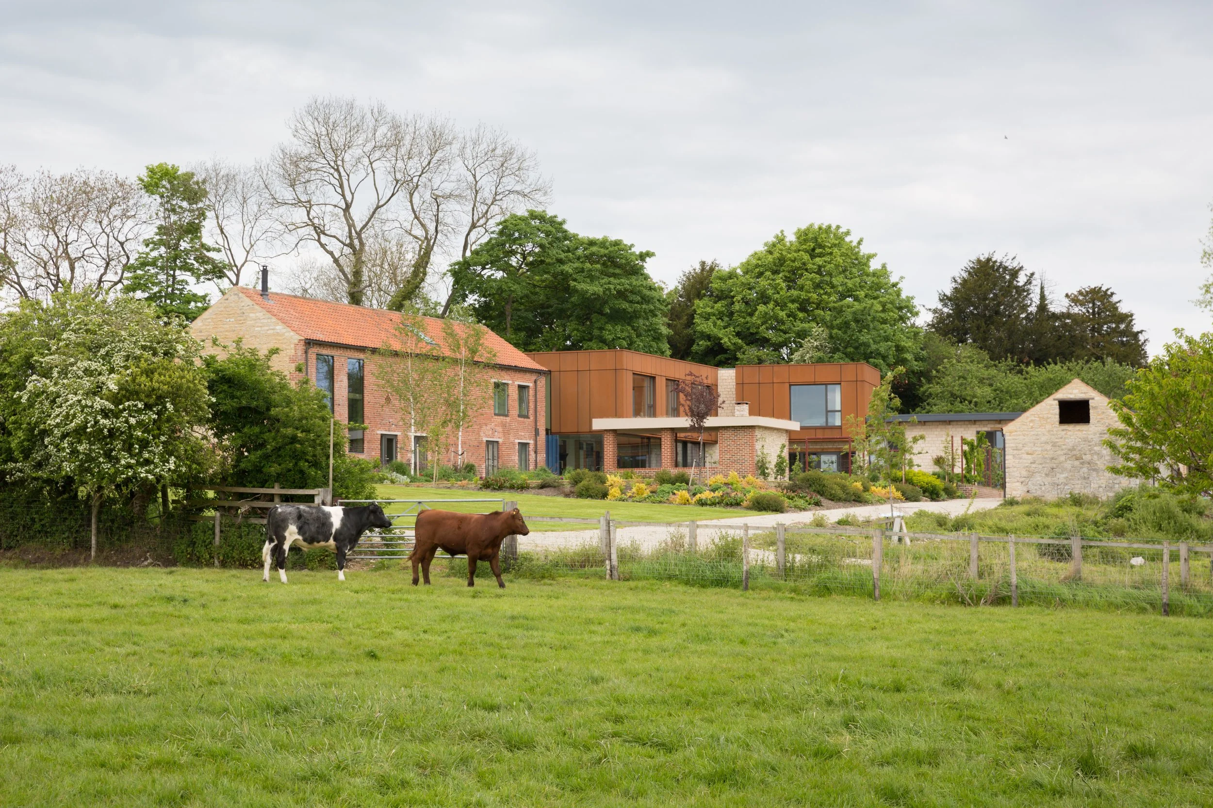 Cows graze in field next to arhcitect designed new build in Yorkshire countryside