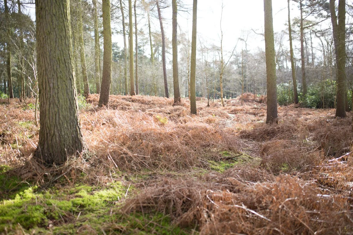 wintery sunny image through woodlands with dying bracken on the forest floor