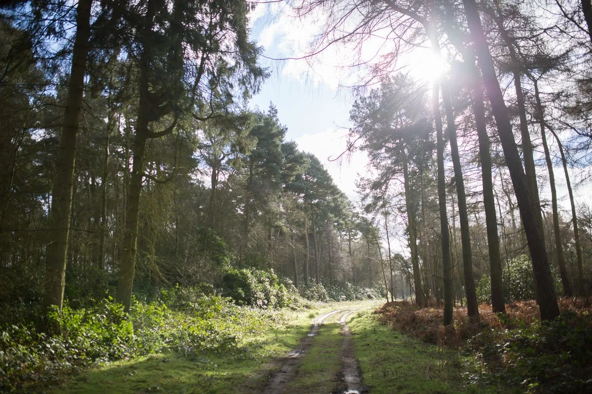 wintery sunny image through woodlands with mud track between the trees