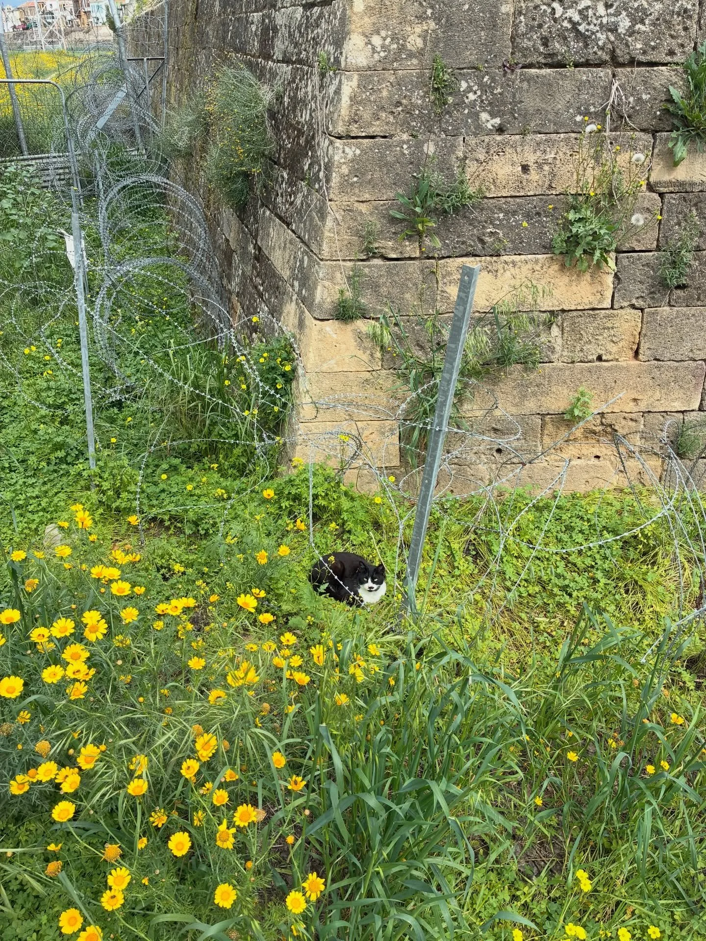 Where history divides, the cats unite 🐾💛
Silent witnesses of the Green Line, stealing hearts one purr at a time.  #walktalkcyprus #greenline #bufferzone #walks #dividedcity